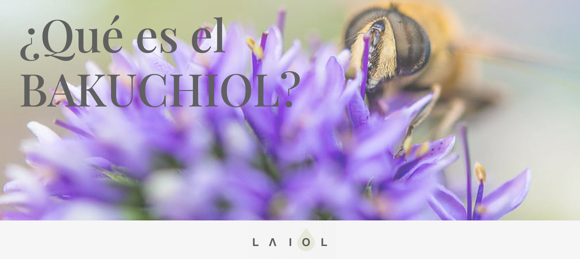 Bakuchiol, alternativa vegetal al retinol en cosmética natural